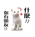 Soybean Milk！ A white cat with blue eyes（個別スタンプ：11）