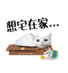 Soybean Milk！ A white cat with blue eyes（個別スタンプ：12）