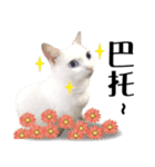 Soybean Milk！ A white cat with blue eyes（個別スタンプ：13）