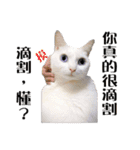 Soybean Milk！ A white cat with blue eyes（個別スタンプ：15）