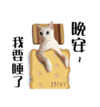 Soybean Milk！ A white cat with blue eyes（個別スタンプ：16）