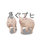 豚の友達（個別スタンプ：2）