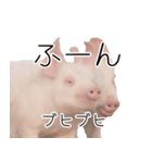 豚の友達（個別スタンプ：3）