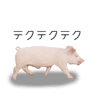 豚の友達（個別スタンプ：8）