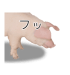 豚の友達（個別スタンプ：17）