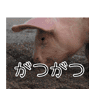 豚の友達（個別スタンプ：38）
