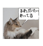 猫が代わりにお伝え その10（個別スタンプ：1）