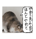 猫が代わりにお伝え その10（個別スタンプ：2）