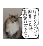 猫が代わりにお伝え その10（個別スタンプ：3）