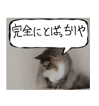 猫が代わりにお伝え その10（個別スタンプ：4）