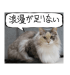 猫が代わりにお伝え その10（個別スタンプ：7）