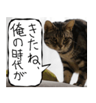 猫が代わりにお伝え その10（個別スタンプ：11）