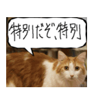 猫が代わりにお伝え その10（個別スタンプ：16）