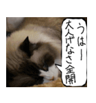 猫が代わりにお伝え その10（個別スタンプ：17）