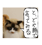 猫が代わりにお伝え その10（個別スタンプ：18）