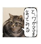 猫が代わりにお伝え その10（個別スタンプ：19）