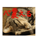 猫が代わりにお伝え その10（個別スタンプ：20）