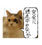 猫が代わりにお伝え その10（個別スタンプ：23）