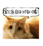 猫が代わりにお伝え その10（個別スタンプ：25）