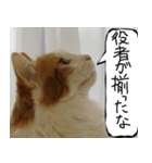 猫が代わりにお伝え その10（個別スタンプ：32）