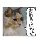 猫が代わりにお伝え その10（個別スタンプ：35）