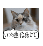 猫が代わりにお伝え その10（個別スタンプ：39）