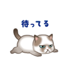 いたずら猫 100%（個別スタンプ：13）