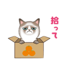 いたずら猫 100%（個別スタンプ：17）