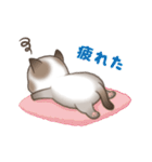 いたずら猫 100%（個別スタンプ：34）