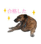 Fat Dog Diary (School Life)（個別スタンプ：23）