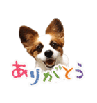 パピヨンと柴犬とお友達（個別スタンプ：5）