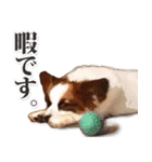 パピヨンと柴犬とお友達（個別スタンプ：12）