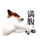 パピヨンと柴犬とお友達（個別スタンプ：13）