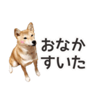 パピヨンと柴犬とお友達（個別スタンプ：19）