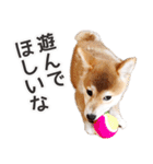 パピヨンと柴犬とお友達（個別スタンプ：23）