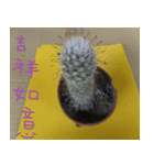 Send the cactus（個別スタンプ：1）