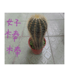 Send the cactus（個別スタンプ：8）