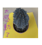 Savory cactus（個別スタンプ：4）