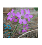 Flower in the mountains to take pictures（個別スタンプ：1）