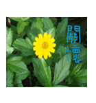 Flower in the mountains to take pictures（個別スタンプ：2）