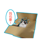 Fukushachou Photo Stickers（個別スタンプ：5）