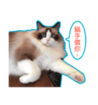 Fukushachou Photo Stickers（個別スタンプ：8）