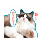 Fukushachou Photo Stickers（個別スタンプ：9）