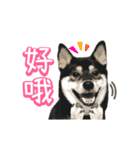 Shiba is MaLu（個別スタンプ：1）