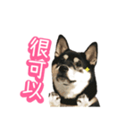 Shiba is MaLu（個別スタンプ：10）