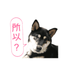 Shiba is MaLu（個別スタンプ：15）