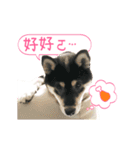 Shiba is MaLu（個別スタンプ：19）