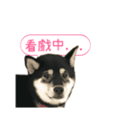 Shiba is MaLu（個別スタンプ：23）