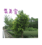 Green and green landscape photos（個別スタンプ：7）