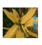 Beautiful picture of safflower（個別スタンプ：6）